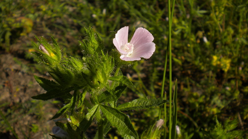 Althaea hirsuta / Altea ispida