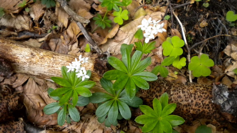 Galium odoratum