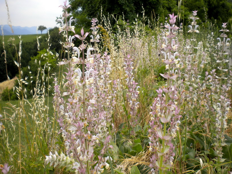 Salvia sclarea