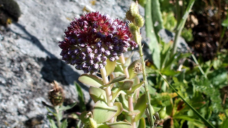 Hylotelephium anacampseros / Borracina anacampsero