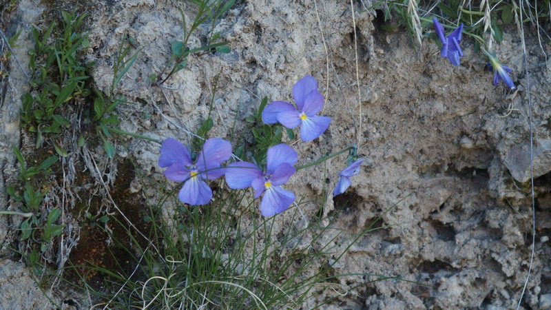 Viola calcarata