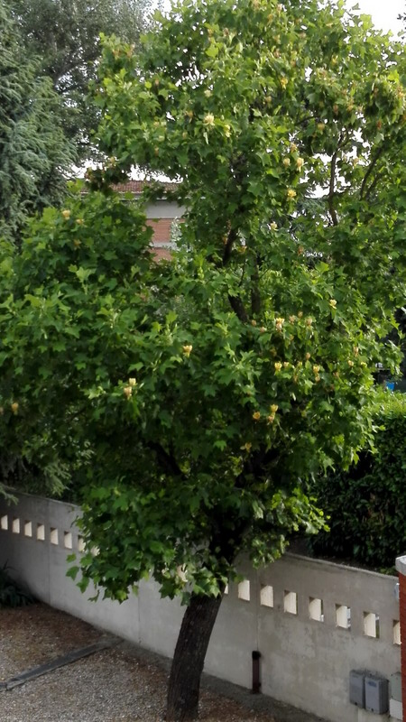 Quale albero - Liriodendron tulipifera L., Magnoliaceae