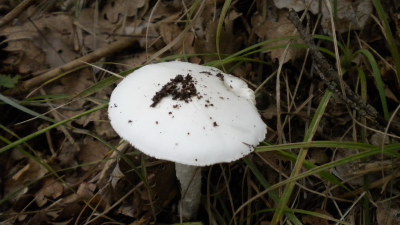 Amanita 2