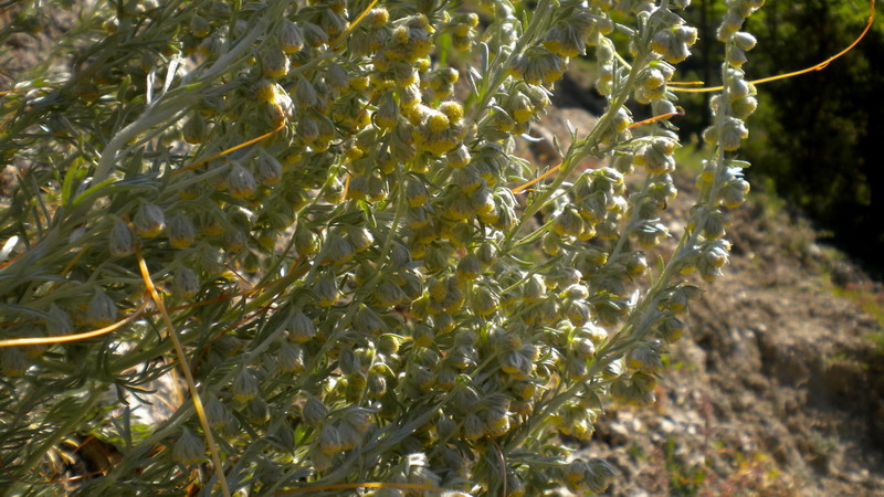 Asteracea - Artemisia cfr alba