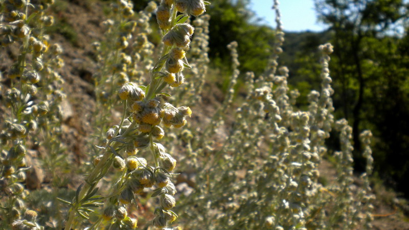 Asteracea - Artemisia cfr alba