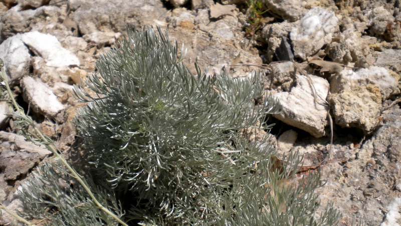 Asteracea - Artemisia cfr alba