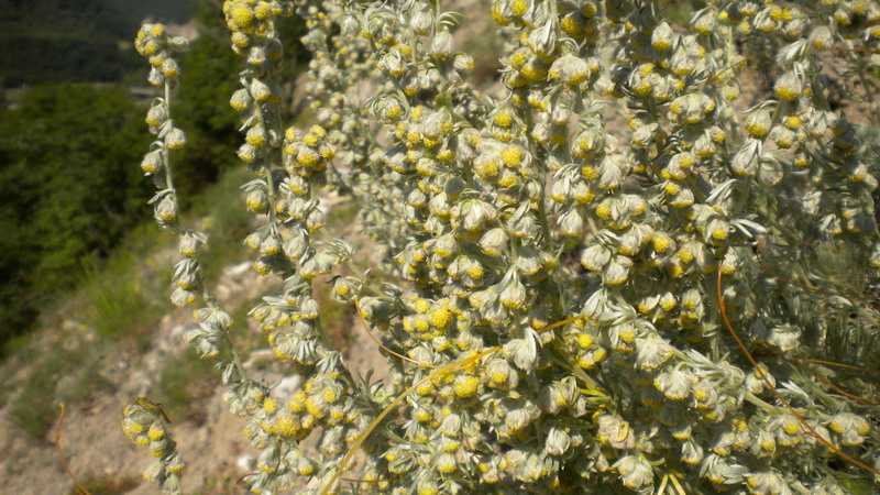 Asteracea - Artemisia cfr alba