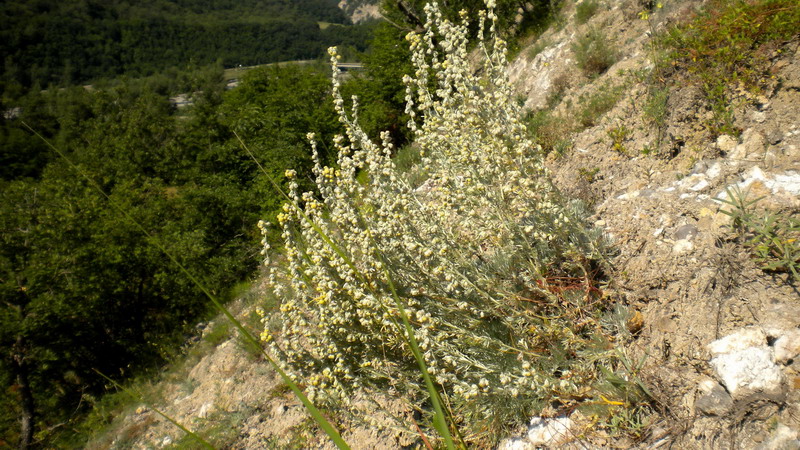 Asteracea - Artemisia cfr alba