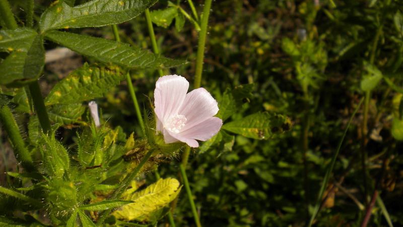 Althaea hirsuta / Altea ispida