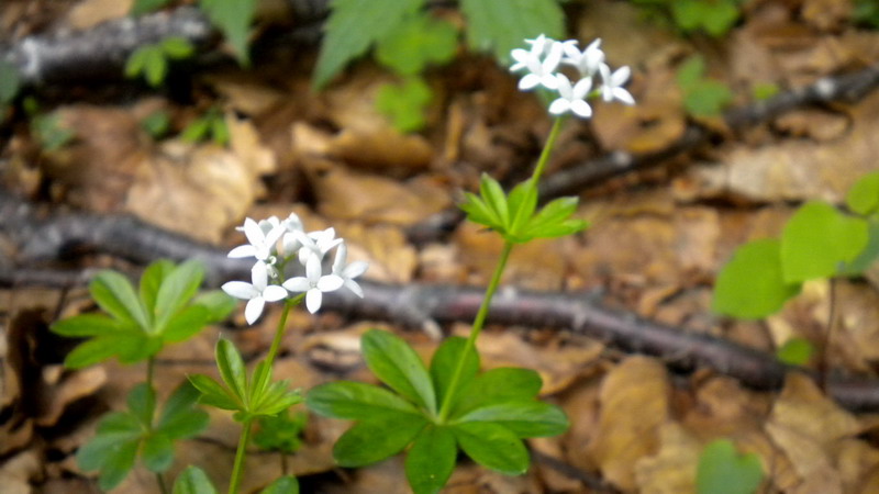 Galium odoratum