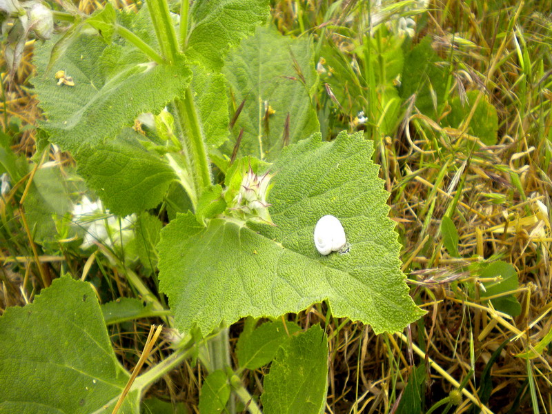 Salvia sclarea