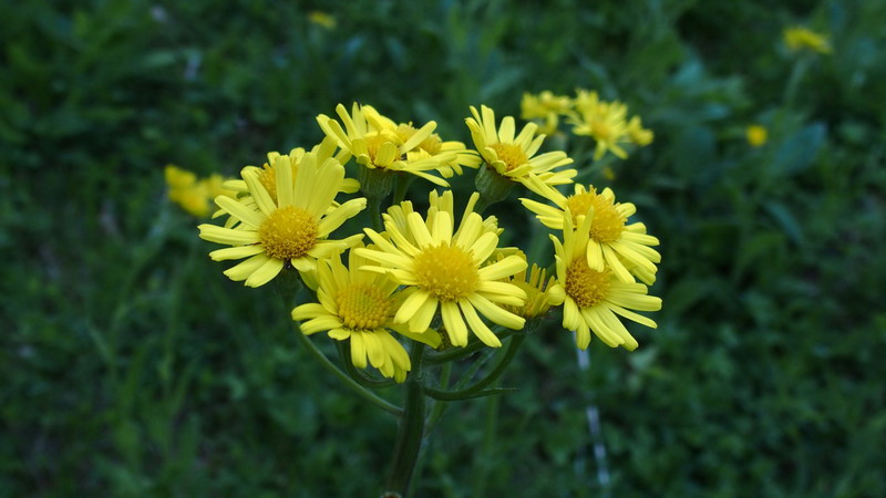 Fiore giallo - Tephroseris italica