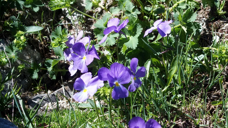 Viola calcarata