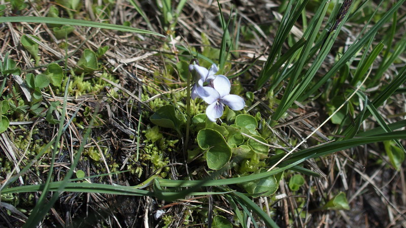 Viola palustris / Viola palustre