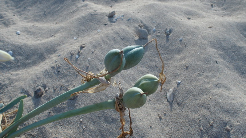 Pancratium maritimum / Pancrazio, giglio di mare