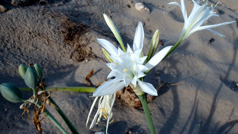 Pancratium maritimum / Pancrazio, giglio di mare