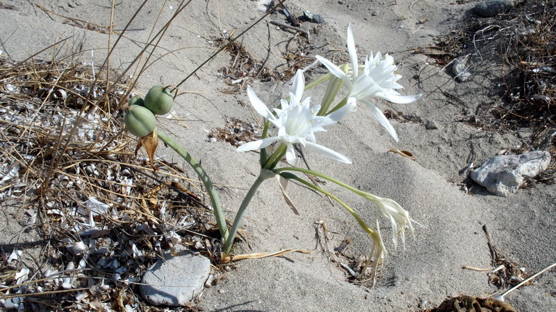 Pancratium maritimum / Pancrazio, giglio di mare