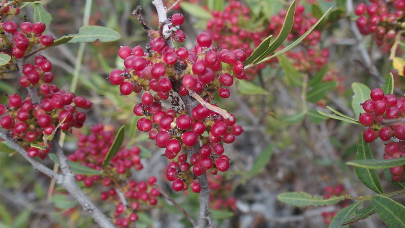 Pianta 9 - Pistacia lentiscus