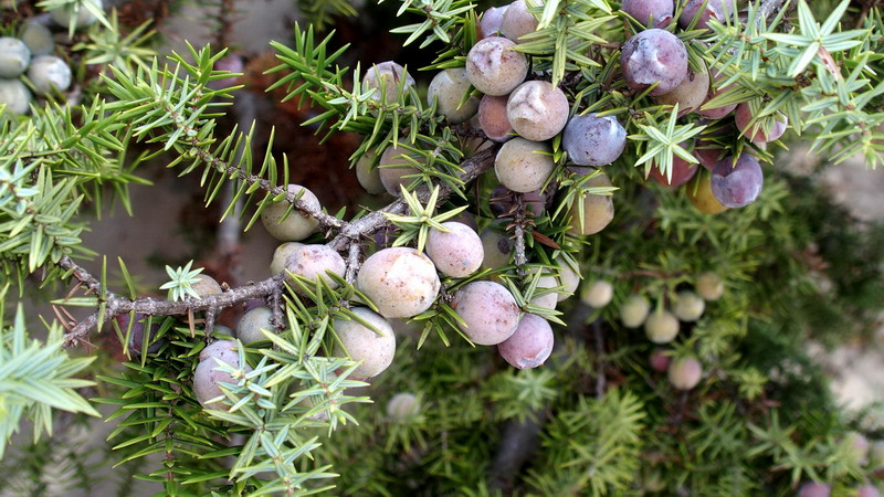 Pianta 10 - Juniperus oxycedrus