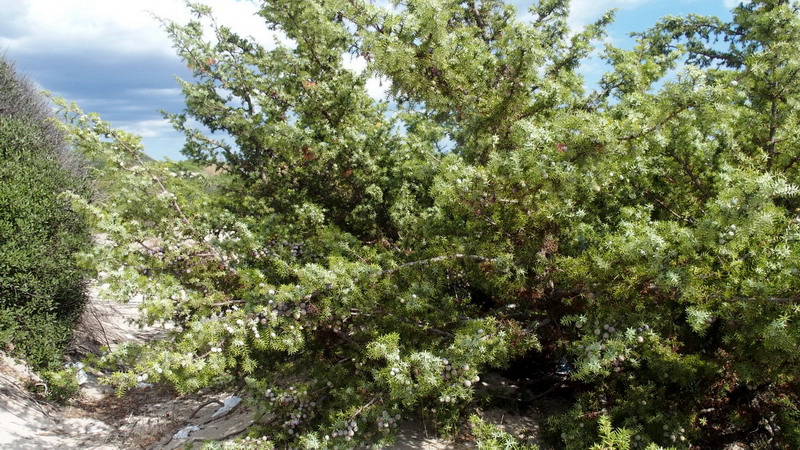 Pianta 10 - Juniperus oxycedrus