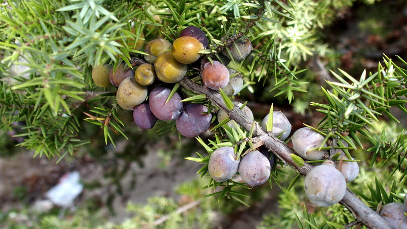 Pianta 10 - Juniperus oxycedrus