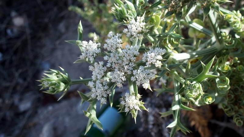 Pianta 12 - Echinophora spinosa