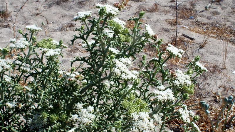 Pianta 12 - Echinophora spinosa