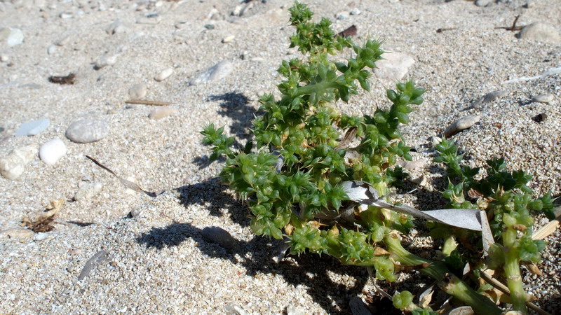 Pianta 17 - Salsola sp.