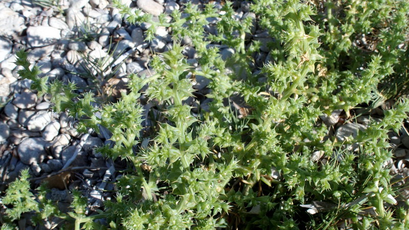 Pianta 17 - Salsola sp.