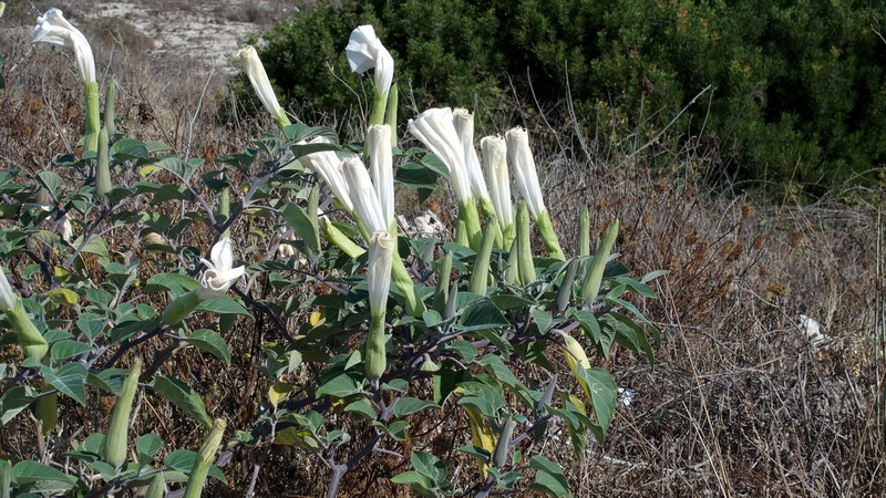 Datura wrightii