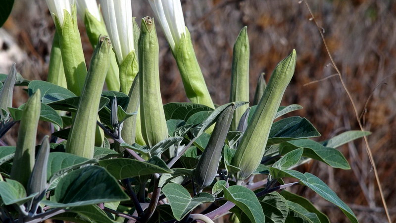 Datura wrightii