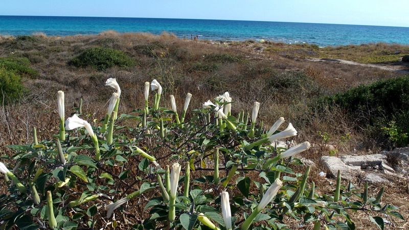 Datura wrightii