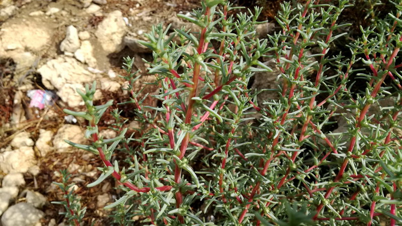 Salsola soda (Chenopodiaceae)