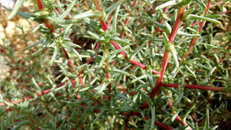 Salsola soda (Chenopodiaceae)