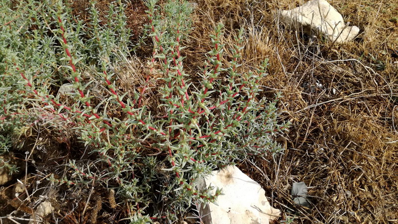 Salsola soda (Chenopodiaceae)