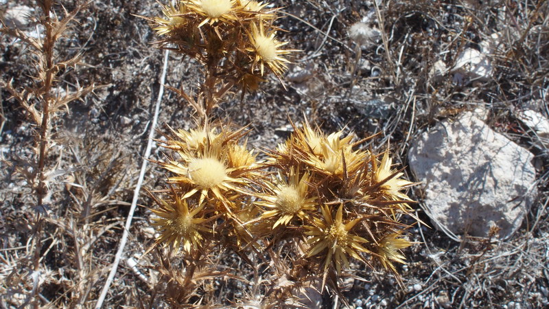 Carlina corimbosa (Asterceae)