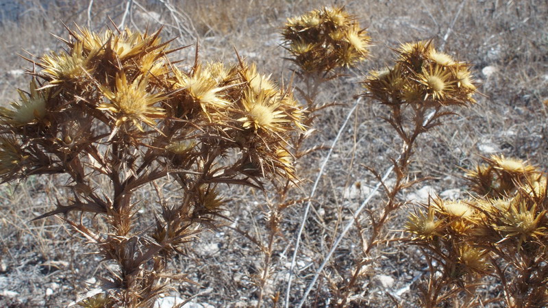 Carlina corimbosa (Asterceae)