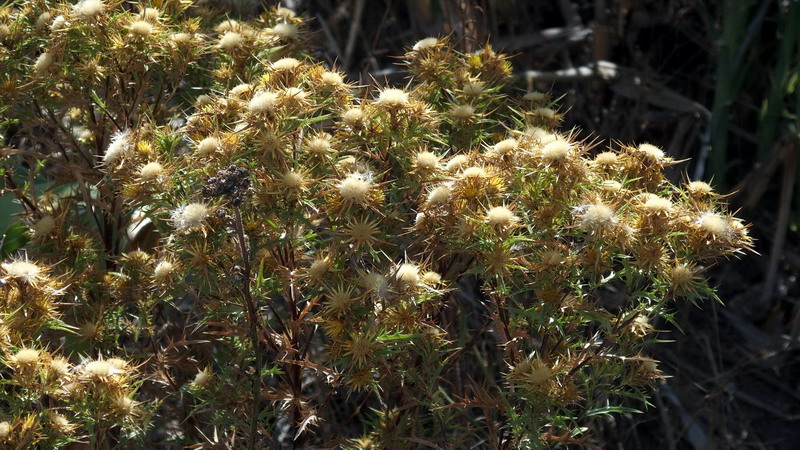 Carlina corimbosa (Asterceae)