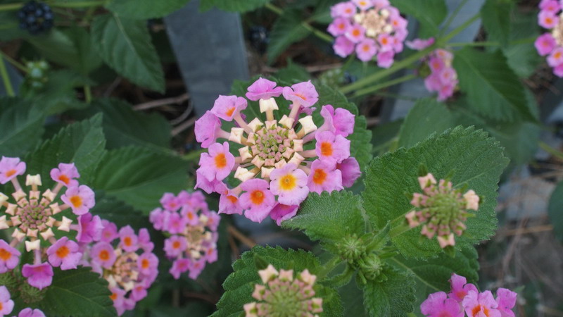 Lantana camara