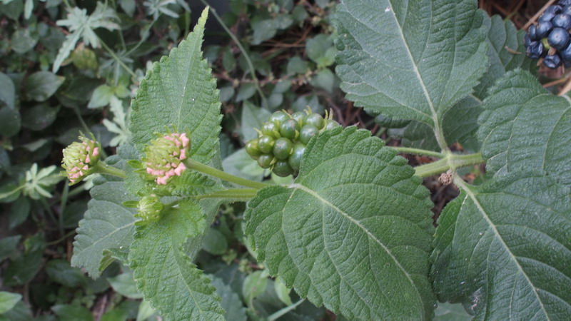 Lantana camara