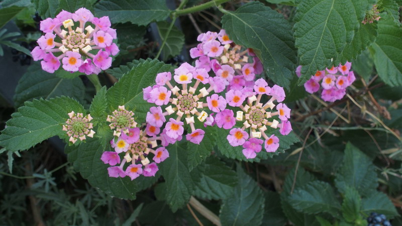 Lantana camara