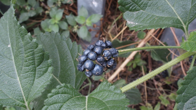 Lantana camara