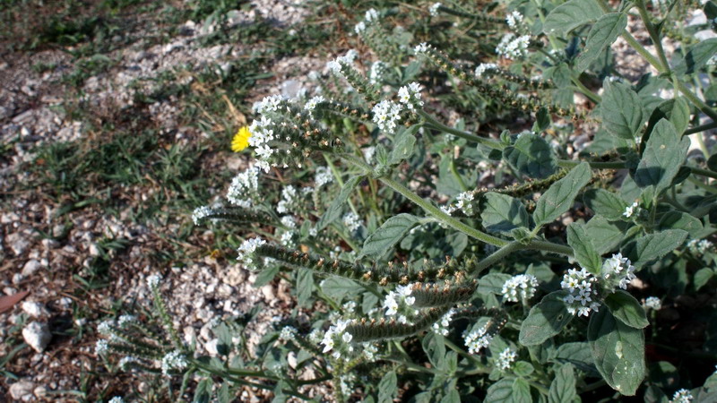 Heliotropium europaeum, Boraginaceae.