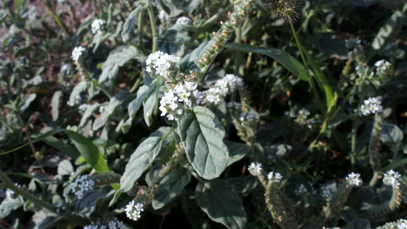 Heliotropium europaeum, Boraginaceae.