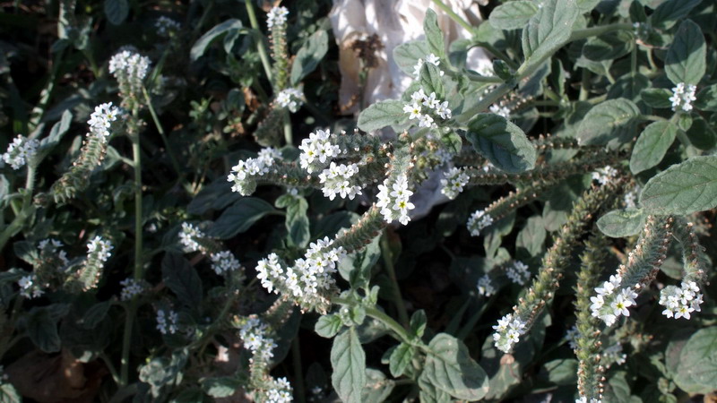 Heliotropium europaeum, Boraginaceae.