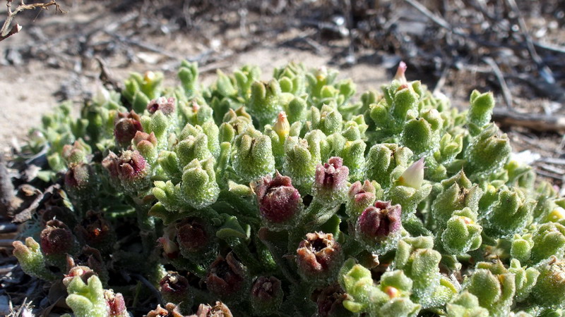 Mesembryanthemum crystallinum (Aizoaceae) dall''Andalusia