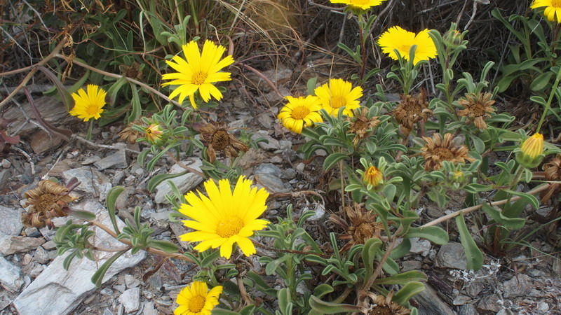 Asteriscus  aquaticus  / Asterisco acquatico