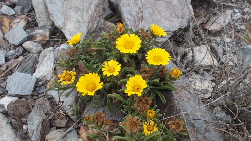 Asteriscus  aquaticus  / Asterisco acquatico