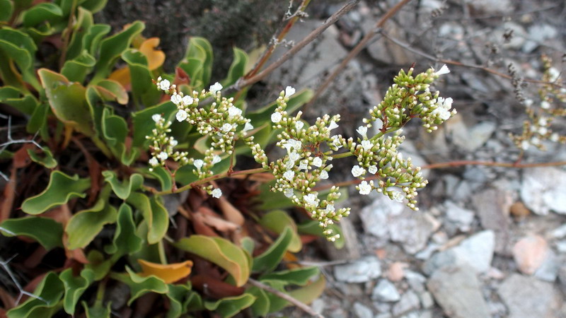 Limonium cossonianum (Plumbaginaceae)