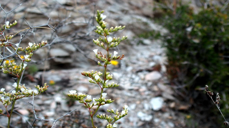 Limonium cossonianum (Plumbaginaceae)